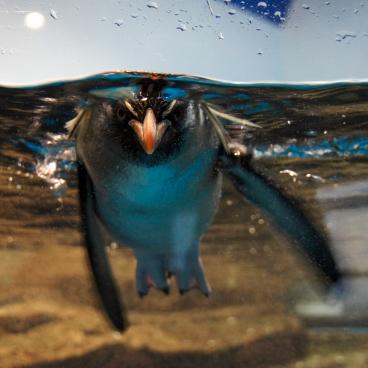 Aqua Park Shinagawa, Penguin