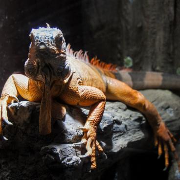 Aqua Park Shinagawa, Iguana