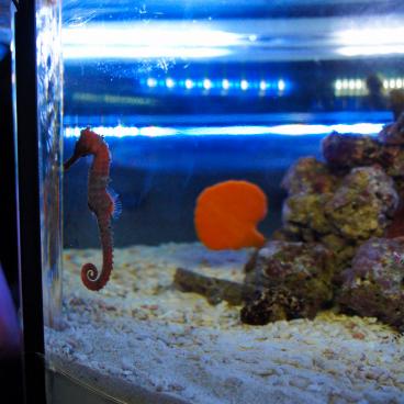 Aqua Park Shinagawa, Seahorse