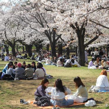 Yoyogi Park (Tokyo), picnic in socks under the cherry trees