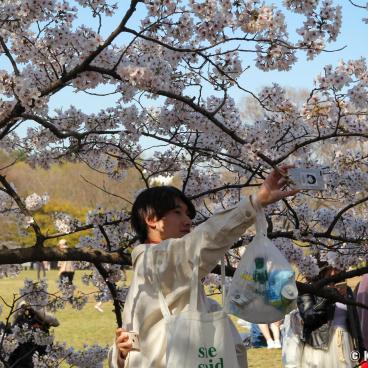 Yoyogi Park (Tokyo), visitor with personal trash bag after picnic under the cherry trees