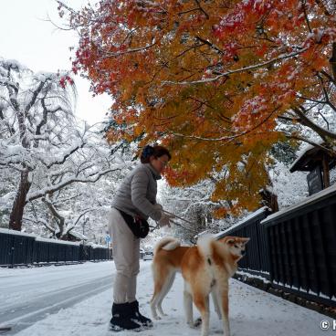 Enishi Minpaku in Kakunodate, Akita-dogs 3