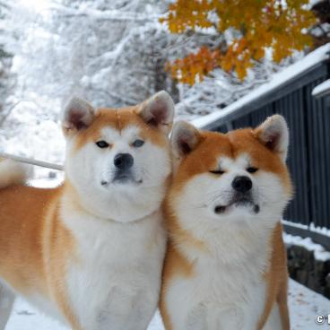 Enishi Minpaku in Kakunodate, Akita-dogs 4