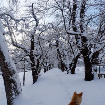 Enishi Minpaku in Kakunodate, Akita-dogs 5