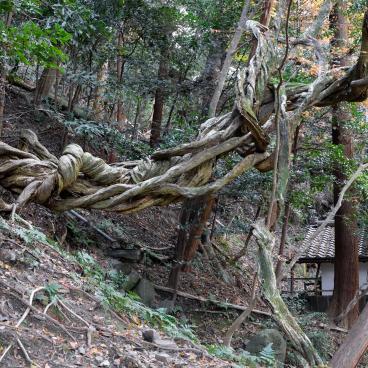 Honen-in (Kyoto), Detail of the garden