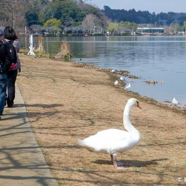 Mito (Ibaraki), Lake Senba and Park 5