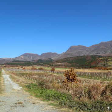 Vines and Kuji Mounts in Taketa (Oita)