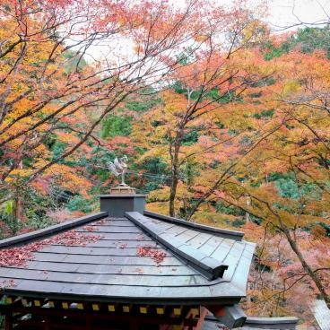 Otagi Nenbutsu-ji (Kyoto) in autumn