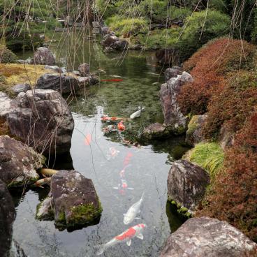 Jonan-gu Shrine (Southern Kyoto), Koï carps