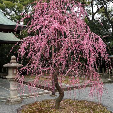 Jonan-gu Shrine (Southern Kyoto), Weeping Plum Tree (Shidare Ume)