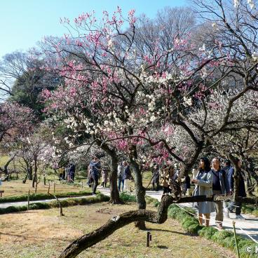 Koishikawa Korakuen (Tokyo), Bairin plum trees park