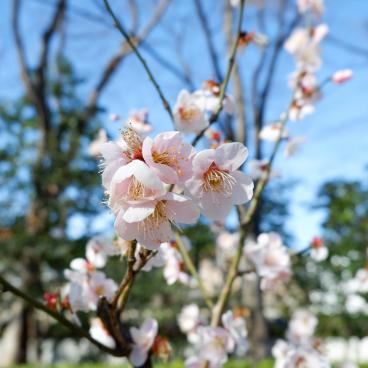 Koishikawa Korakuen (Tokyo), Bairin plum trees park