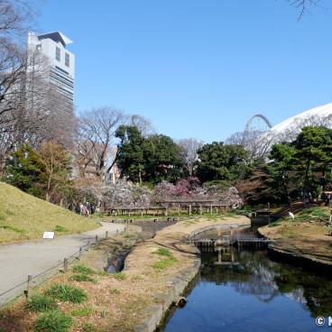 Koishikawa Korakuen (Tokyo), Bairin plum trees park 3