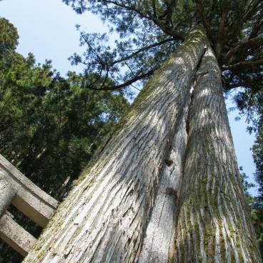 Okuno-in Cemetery in Koya-san, Hundred-year-old trees