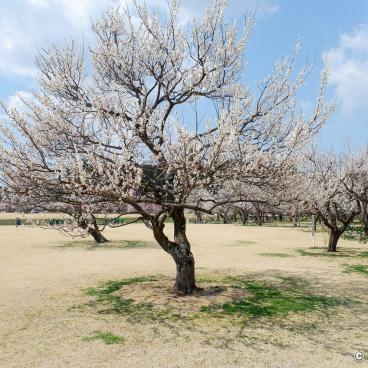 Kairaku-en (Mito), Plum Trees Park 2