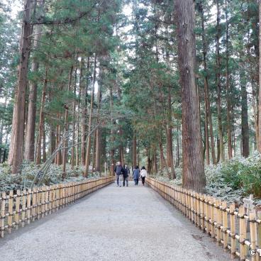 Kairaku-en (Mito), Cedar Trees Forest