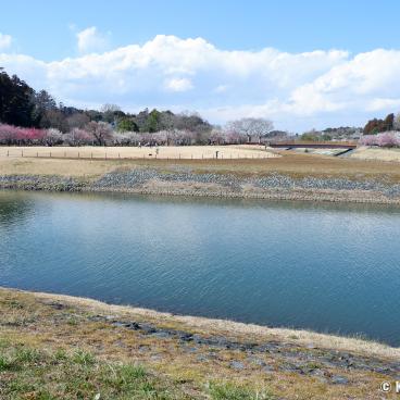 Kairaku-en (Mito), View on the Plum Trees Park and the River