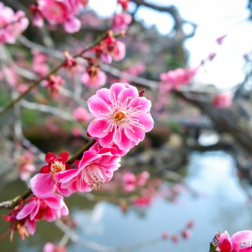 Kairaku-en (Mito), Japanese Plum Tree Flower