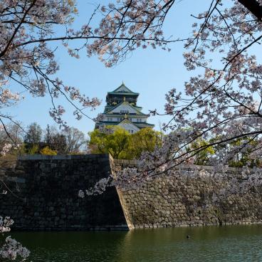 Osaka Castle, View on the blooming cherry trees and the keep