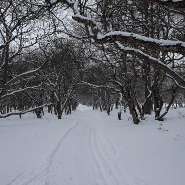Senjogahara (Nikko), the marshland in winter