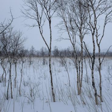 Senjogahara (Nikko), the marshland in winter 3