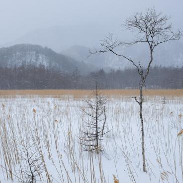 Senjogahara (Nikko), the marshland in winter 4