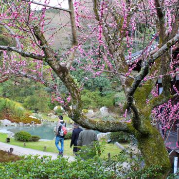 Shoren-in (Kyoto), Blooming plum trees 2