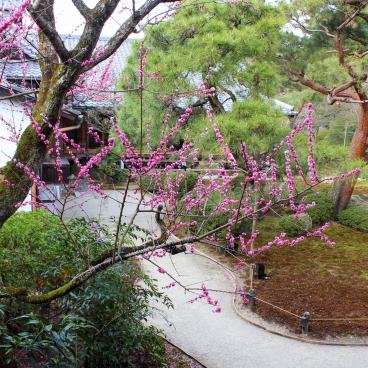 Shoren-in (Kyoto), Blooming plum trees 3