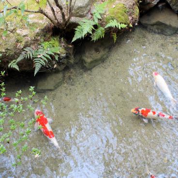 Shoren-in (Kyoto), Koï carps