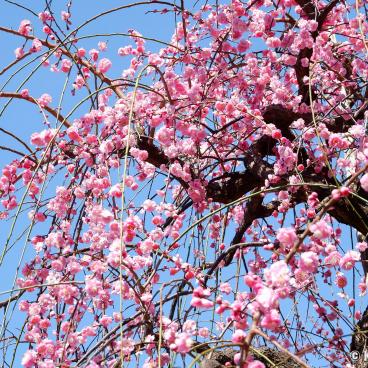 Ushi-Tenjin Kitano-jinja shrine in Tokyo, Pink weeping plum tree