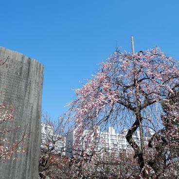 Yushima Tenman-gu, Plum tree (Japanese apricot) blooming