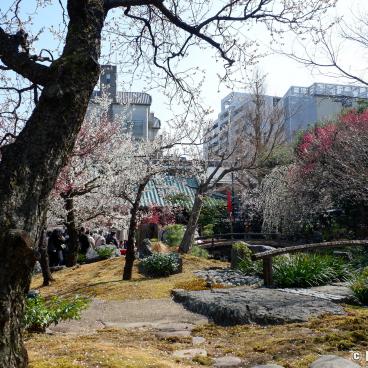Yushima Tenman-gu, Japanese garden