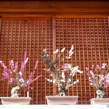 Yushima Tenman-gu, Plum tree bonsais