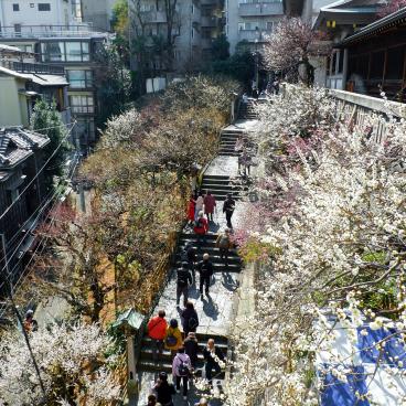 Yushima Tenman-gu, Large stairways bordered with plum trees