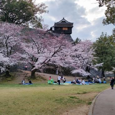 Kumamoto Castle, Visitors celebrating O Hanami