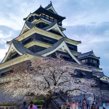 Kumamoto Castle, Cherry blossoms in the park before April 2016 earthquakes 3