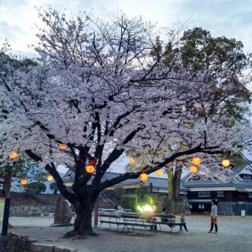Kumamoto Castle in spring 2016
