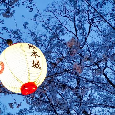 Kumamoto Castle, Paper lantern under the sakura