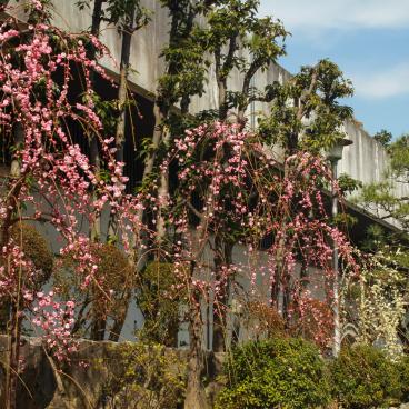 Osaka Tenmangu, Blooming plum trees 2