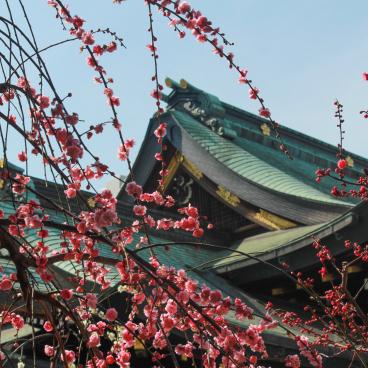 Osaka Tenmangu, Blooming plum trees