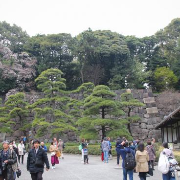 Kokyo Higashi Gyoen (Tokyo) during sakura season 7