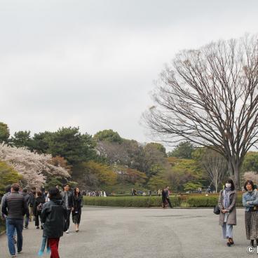 Kokyo Higashi Gyoen (Tokyo) during sakura season 8