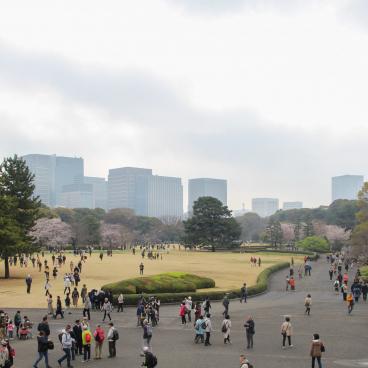 Kokyo Higashi Gyoen (Tokyo) during sakura season