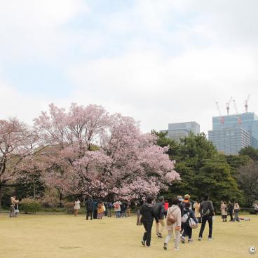 Kokyo Higashi Gyoen (Tokyo) during sakura season 2
