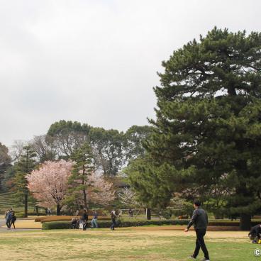 Kokyo Higashi Gyoen (Tokyo) during sakura season 3