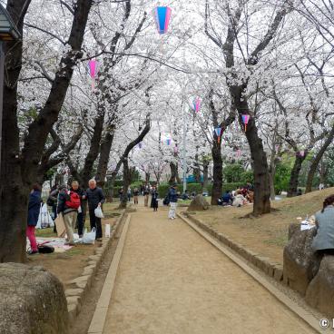 Asukayama Park, Visitors having lunch under the cherry trees 3