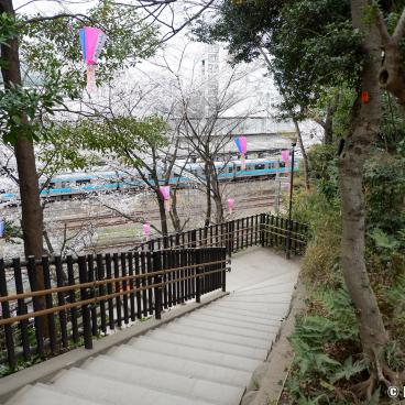 Asukayama Park, Under the cherry trees 6