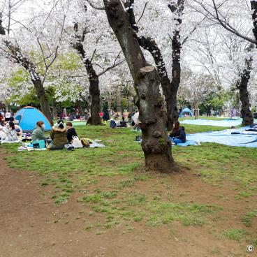 Asukayama Park, Families under the cherry trees
