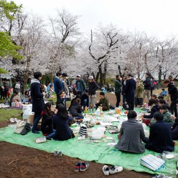 Asukayama Park, Group of young Japanese partying under the cherry trees