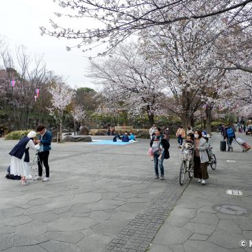 Asukayama Park, Under the cherry trees